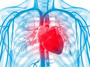 enfermedades cardiovasculares