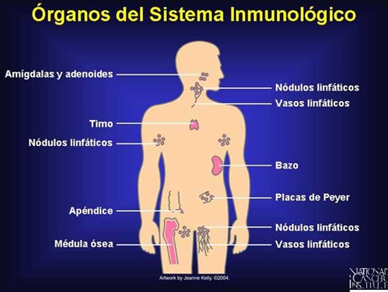 El sistema inmunológico