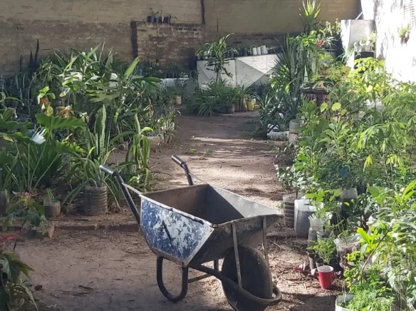 Huertas y jardines terapeuticos